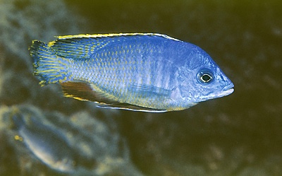 Protomelas taeniolatus 'Kirondo'